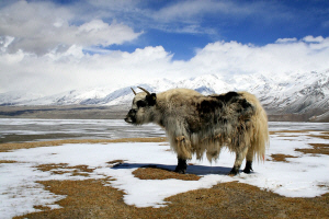 2 - Beautiful Blond - Yak at about 4,000 meters..JPG (211696 bytes)