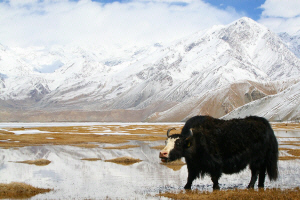 Yak - Khunjerab Pass 2.JPG (227542 bytes)